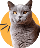 Shapemew