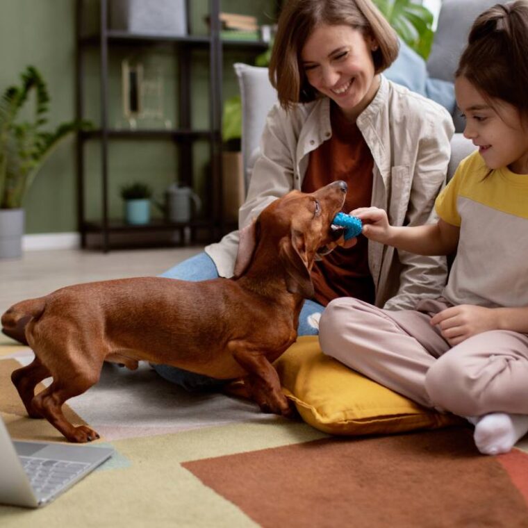 close-up-beautiful-dachshund-spending-time-with-family-min close-up-beautiful-dachshund-spending-time-with-family-min