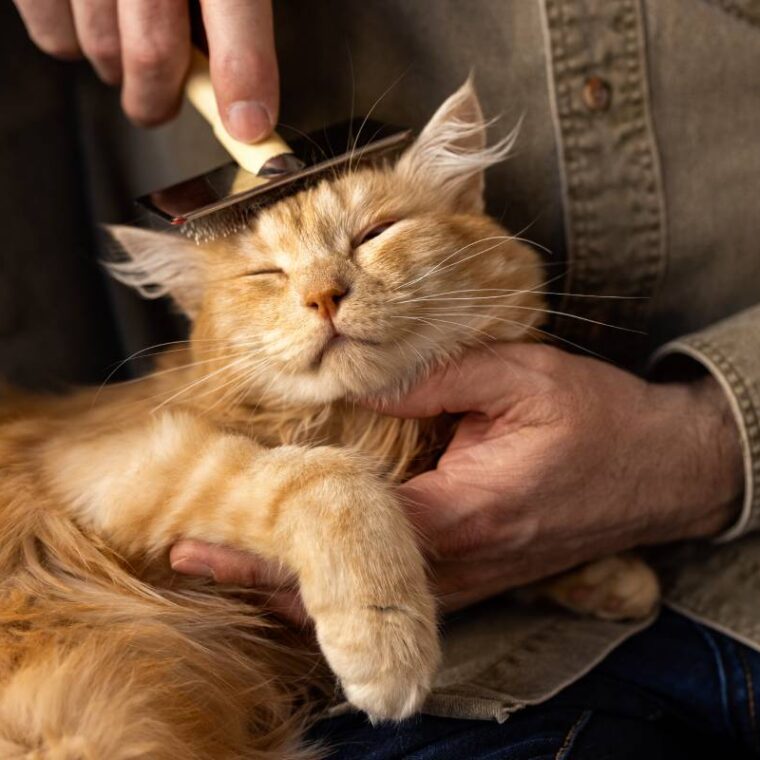 elderly-person-with-pet-cat-min elderly-person-with-pet-cat-min