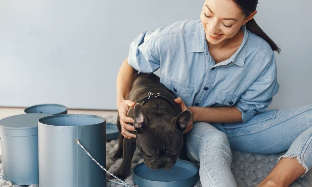 elegant-woman-blue-shirt-with-black-bulldog-min elegant-woman-blue-shirt-with-black-bulldog-min