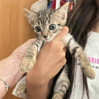 NOVA