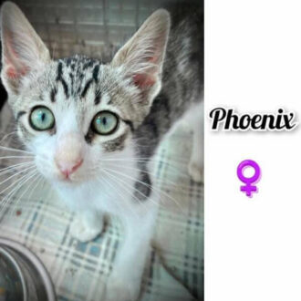 PHOENIX