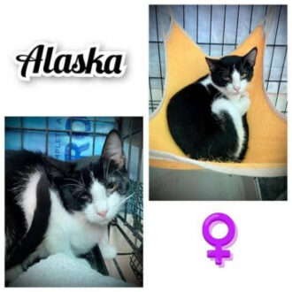 ALASKA