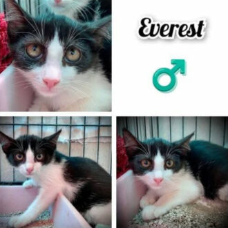 EVEREST