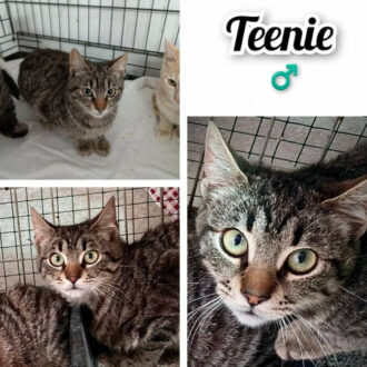 TEENIE