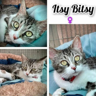 ITSY BITSY
