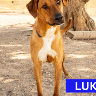 LUKE