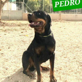 PEDRO