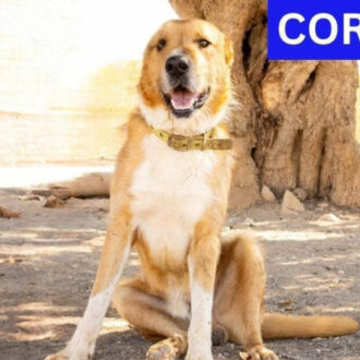 CORONEL