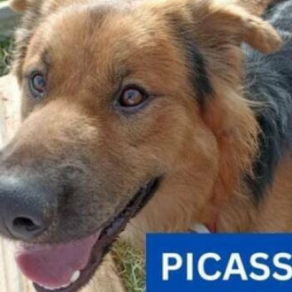 PICASSO