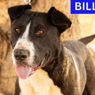 BILLIE