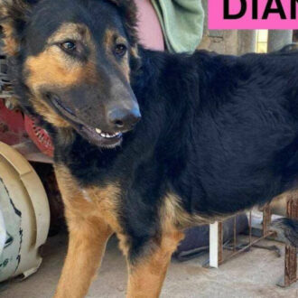 DIANA
