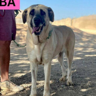 ALBA