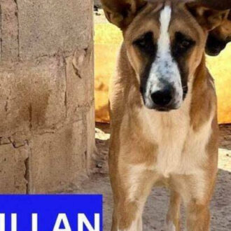 MILLAN