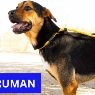 TRUMAN