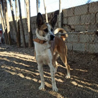 ROCKO
