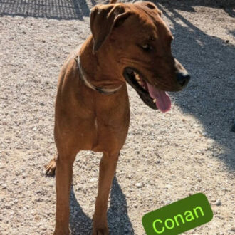 CONAN