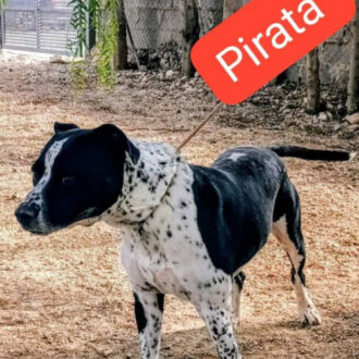 PIRATA