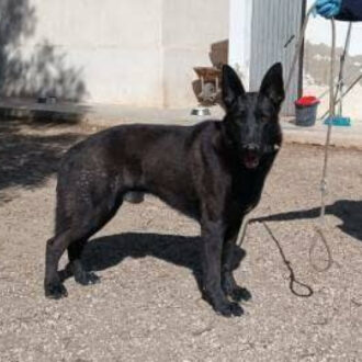 BLACKY
