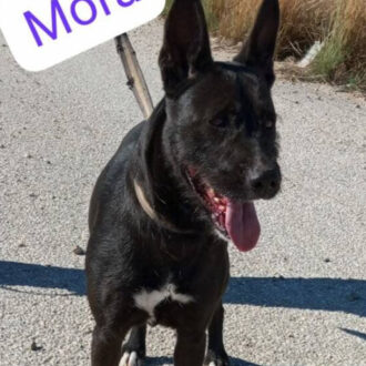 MORA