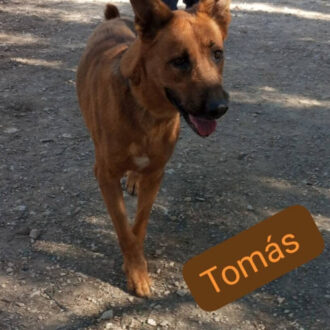 TOMAS