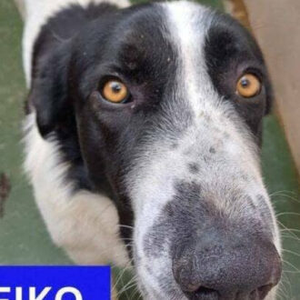 HEIKO