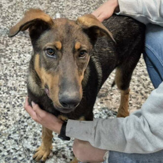 LUPO