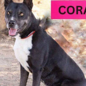CORA