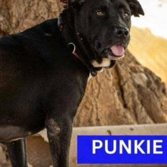 PUNKIE