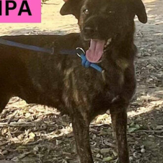 PIPA