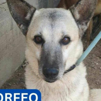 MORFEO