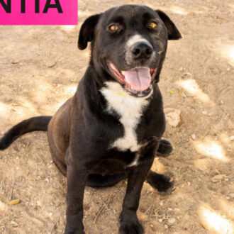 ANTIA