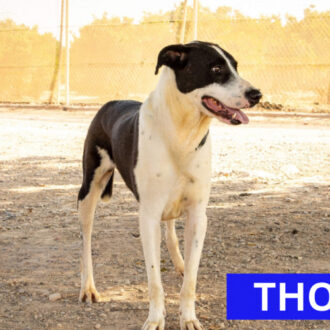 THOR