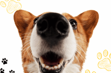 poster_dia_del_animal_simple_blanco_1