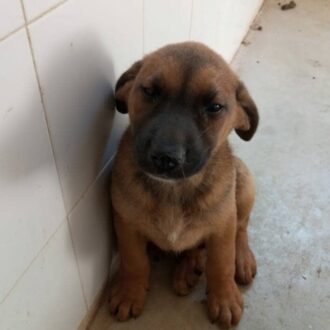 BALU