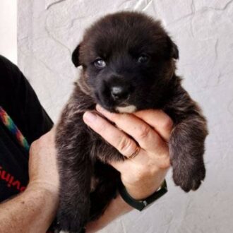 PANCHO