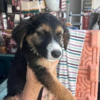 ZEUS