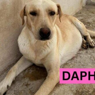 DAPHNE