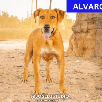 ALVARO