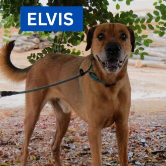 ELVIS