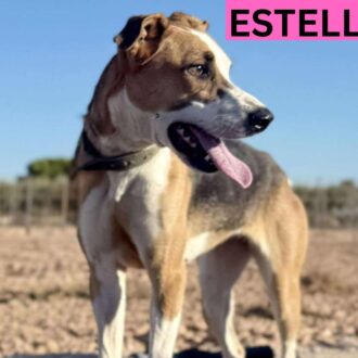 ESTELLA