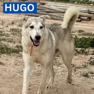 HUGO