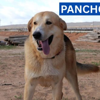 PANCHO
