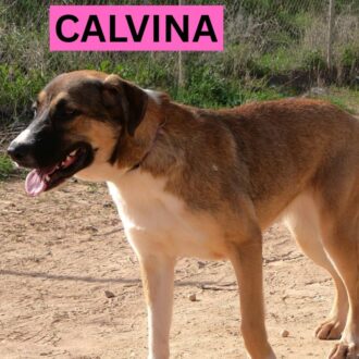 CALVINA