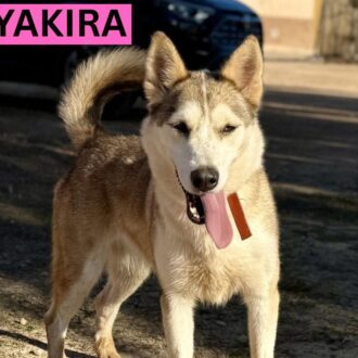 YAKIRA