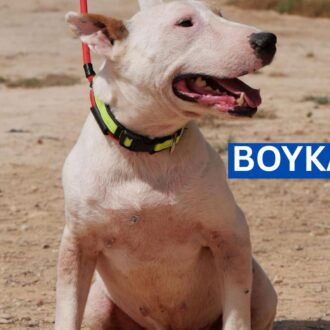 BOYKA
