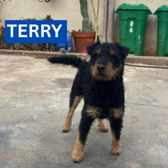 TERRY