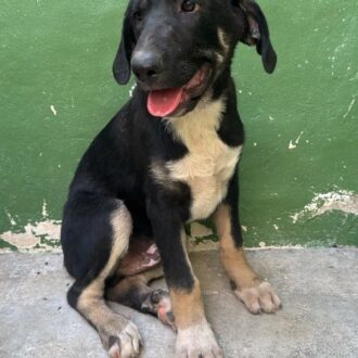 LEONIDAS