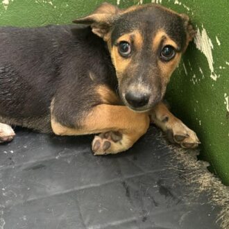 MINNIE