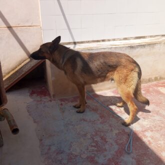 REX